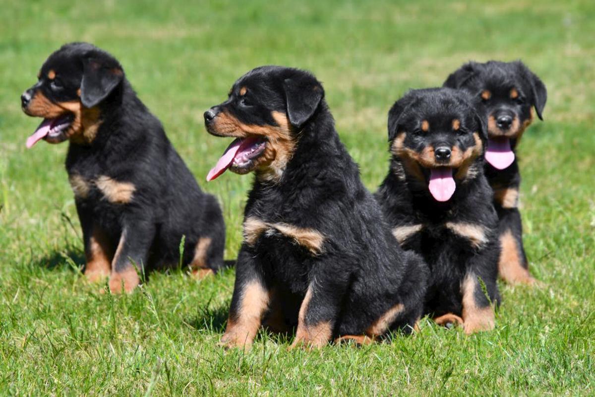 Rottweiler pups te koop. Erkende fokker in België. Rottweiler puppy kopen.